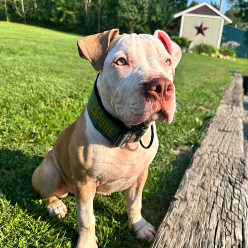 Customer photo review of Green Bully Proof Collar