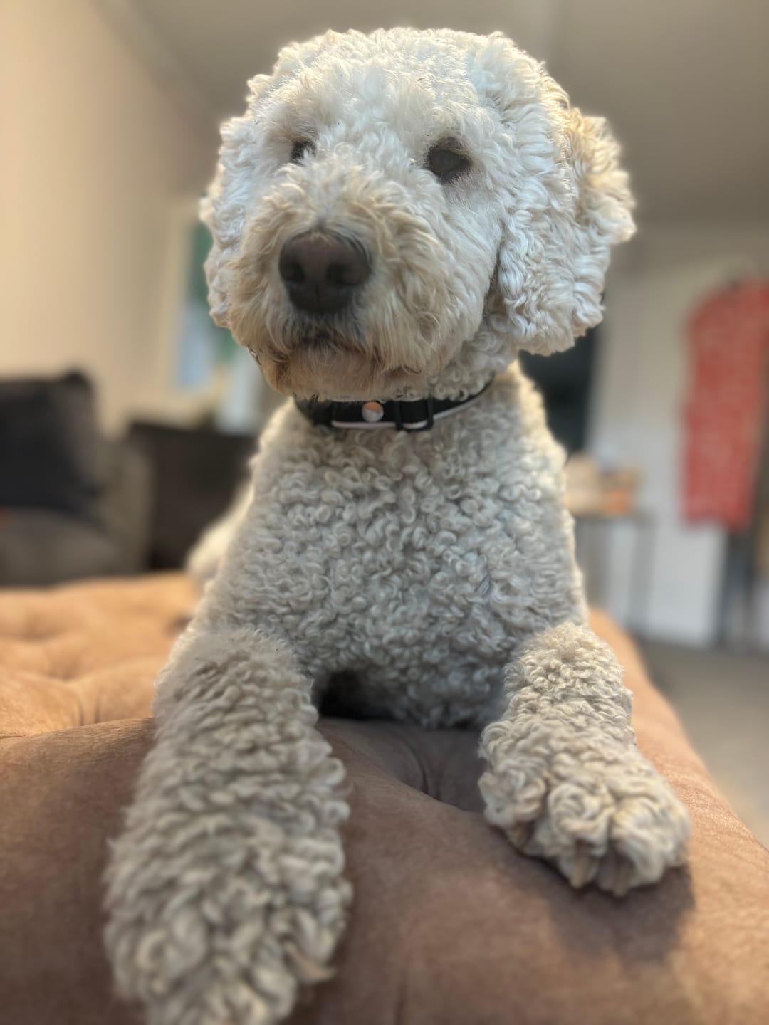 Customer photo review of No Shock, Stop Barking Bundle