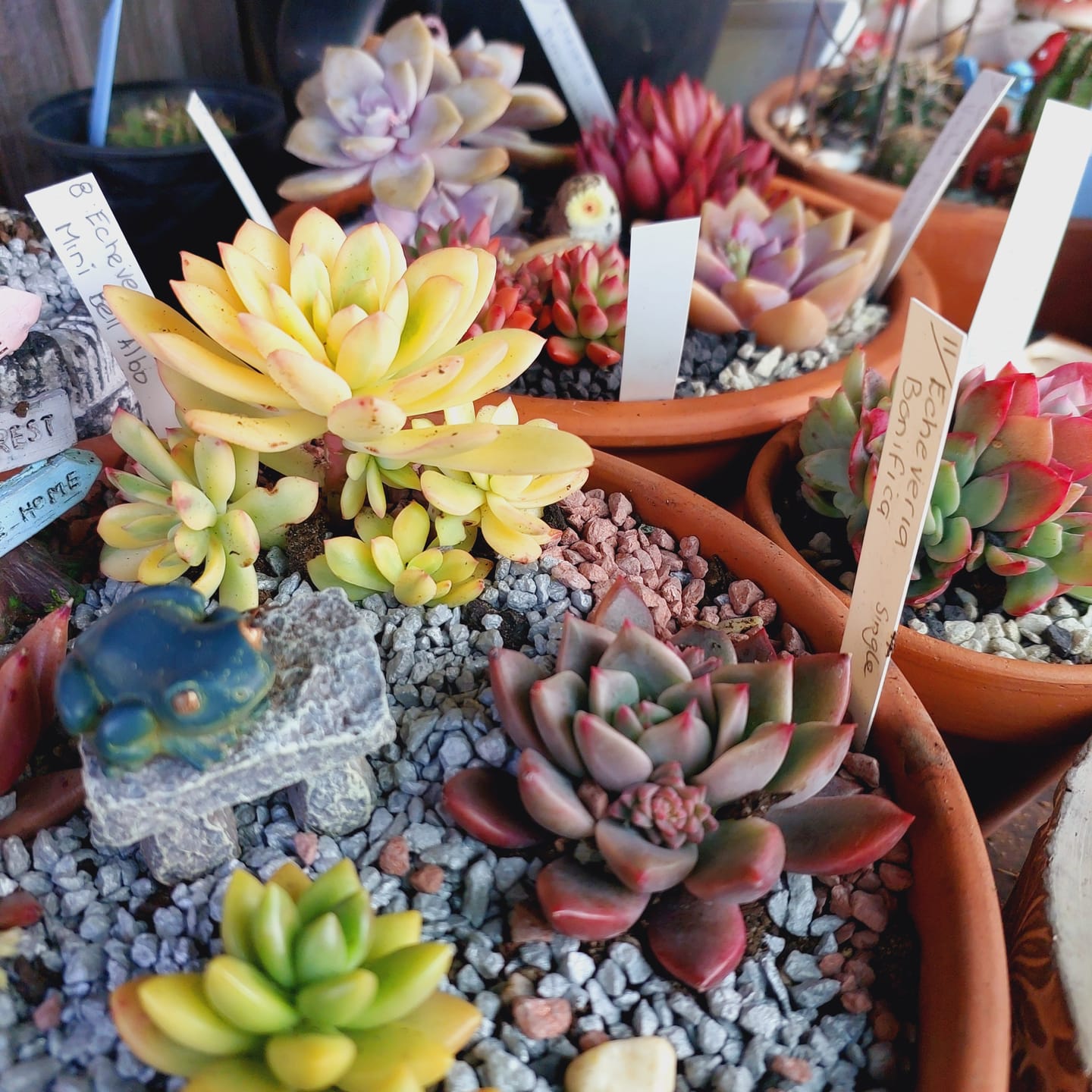 Customer photo review of Echeveria Mini Bell Albo Variegata