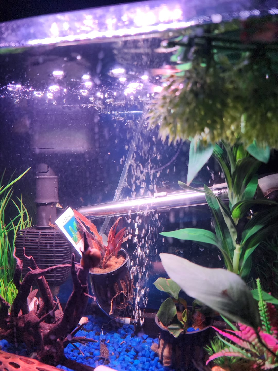 Customer photo review of Cryptocoryne Wendtii RED 'Mi Oya'