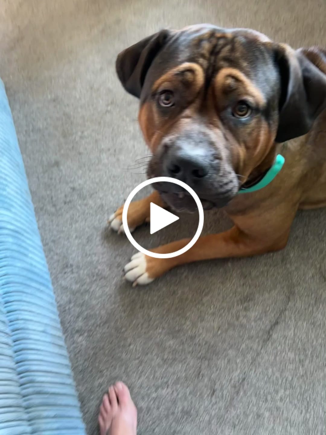 Customer video review of 5cm Combat® Collar | With Handle & Rated Clip - Turquoise v2.0