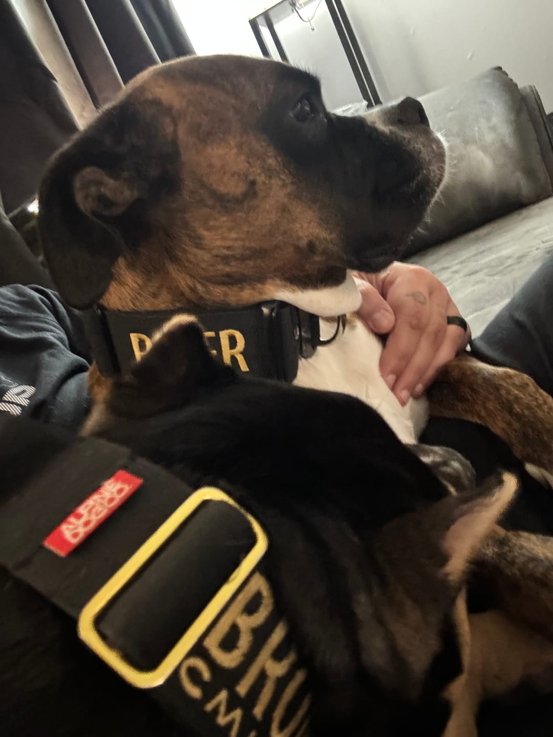 Customer photo review of 2" Tactik Dog Collar - Black
