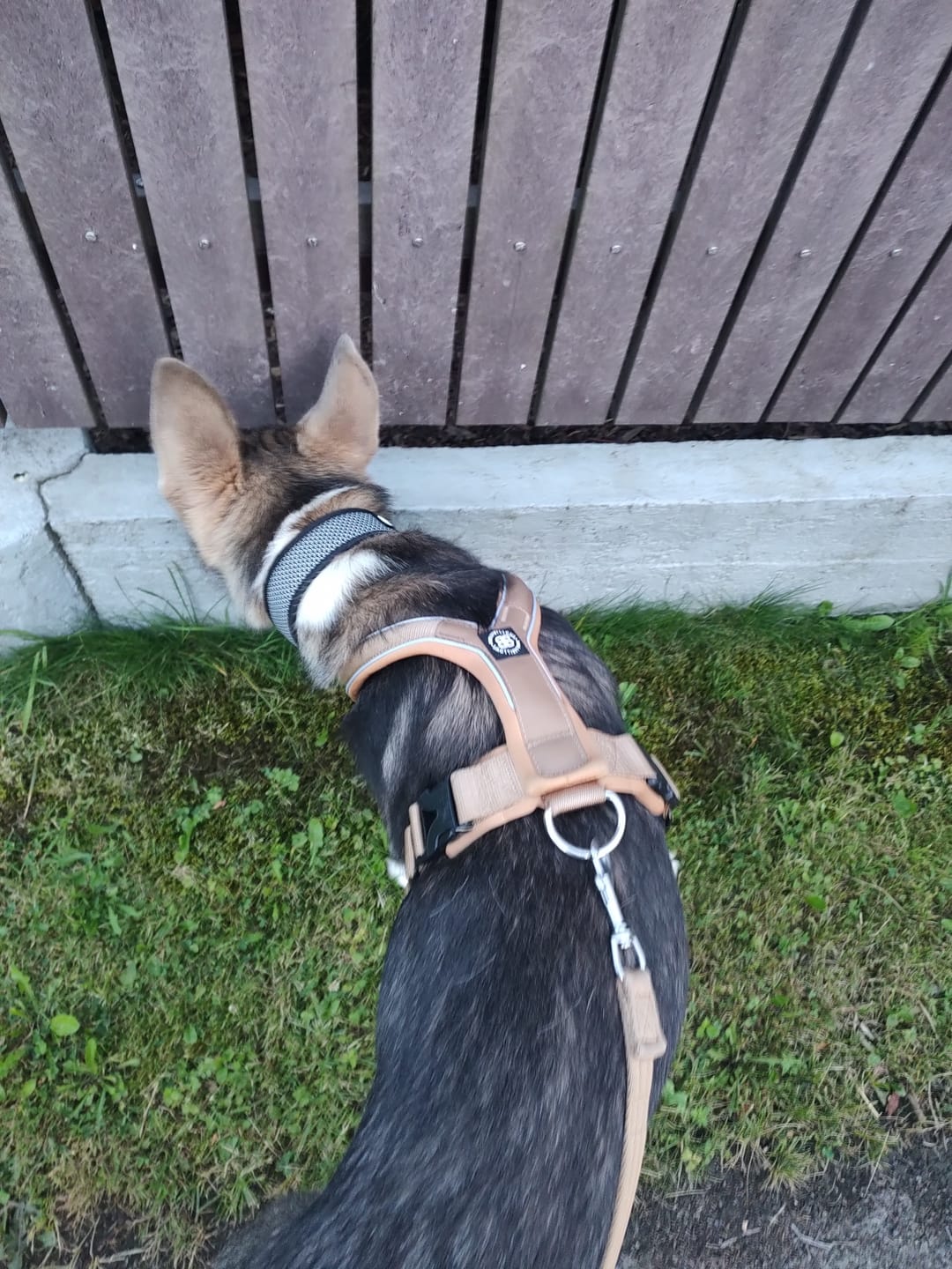 Customer photo review of RR - Slip on Padded Comfort Harness | Non Restrictive & Reflective - Military Tan