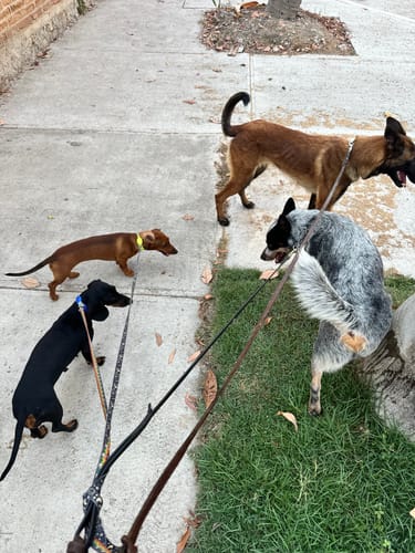 Customer photo review of Nexgard Spectra® 3 masticables