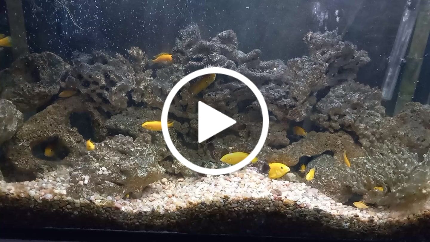 Customer video review of Xtreme Spirulina Flakes