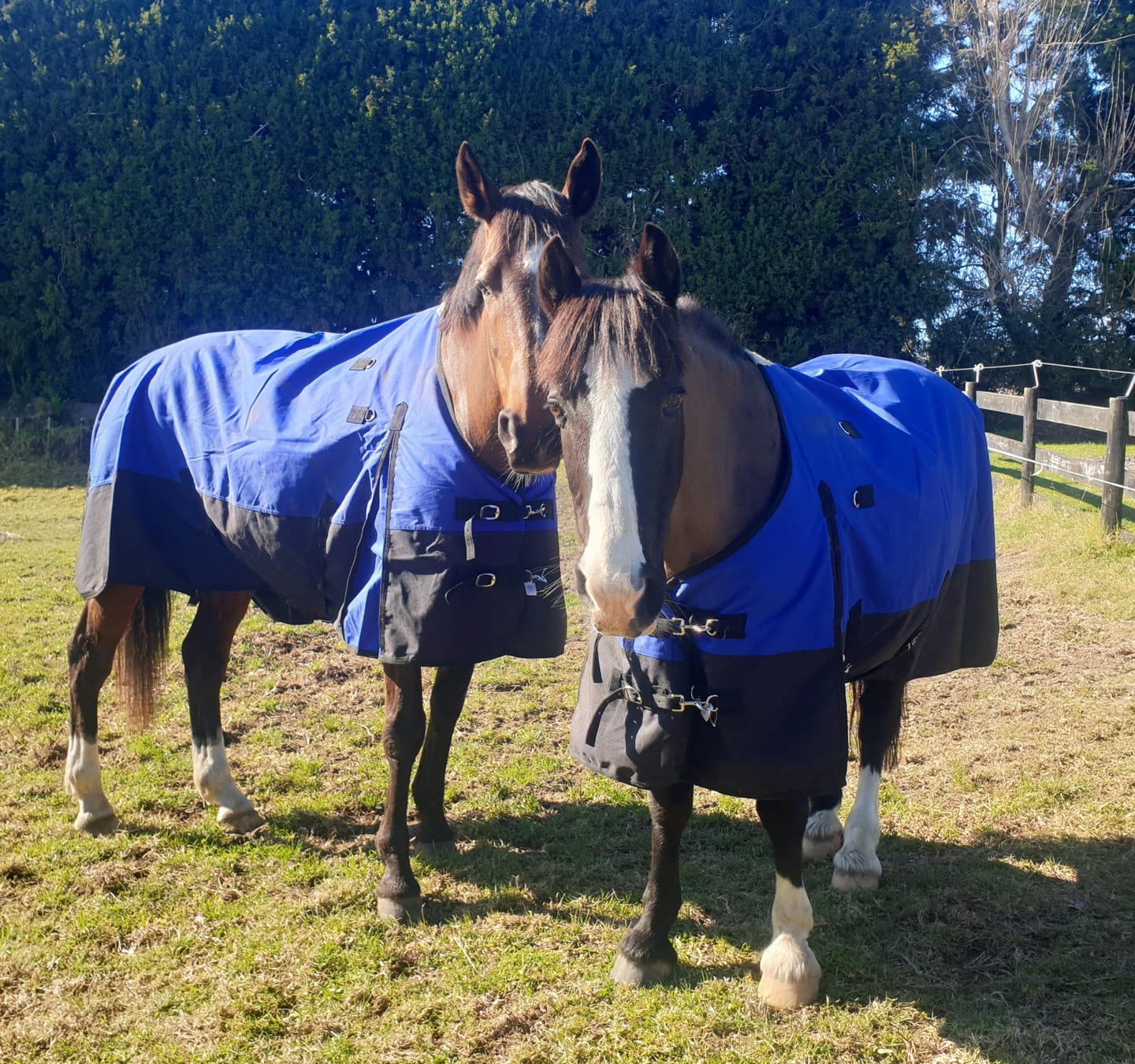 Customer photo review of Duke 1200d Detacha-neck