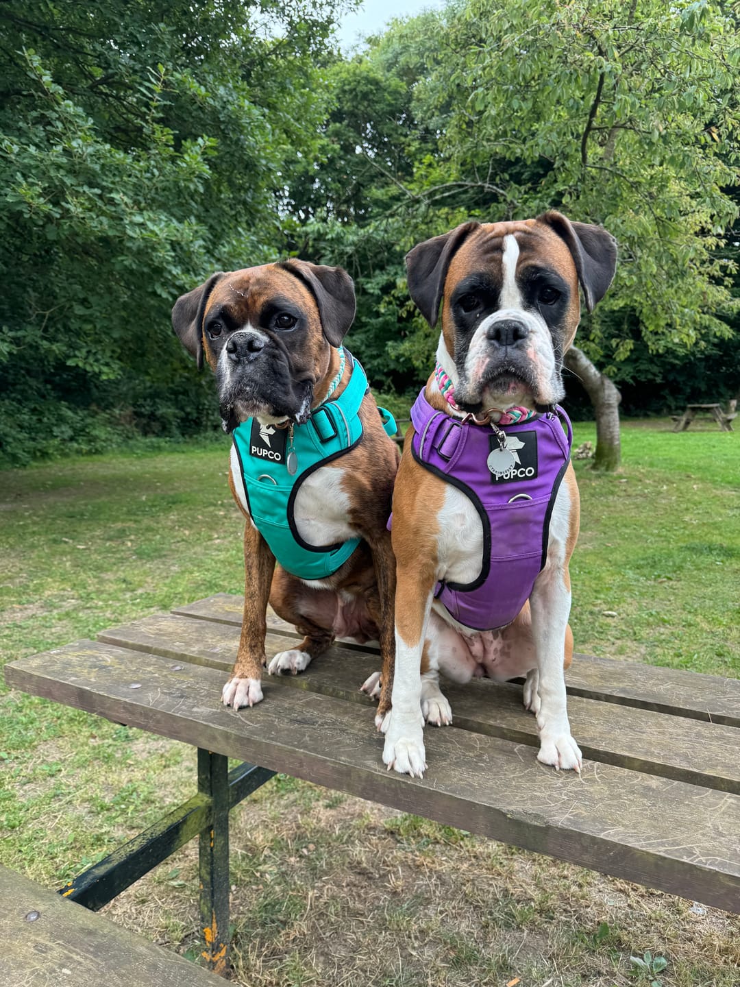 Customer photo review of Prime harness - purple