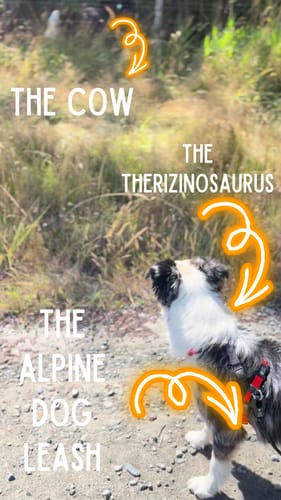 Customer photo review of TRUEGRIP Dog Leash - Black