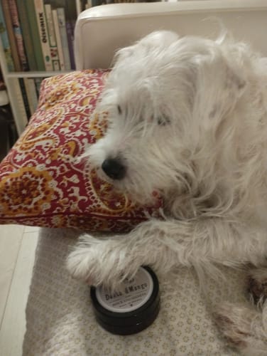 Customer photo review of Pack Truffe & Coussinets - baumes pour chiens 100% naturels