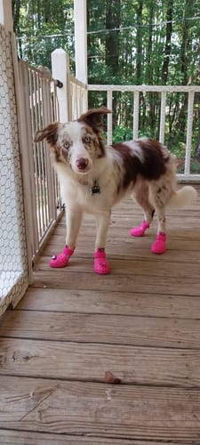 Customer photo review of WagWellies® Mojave