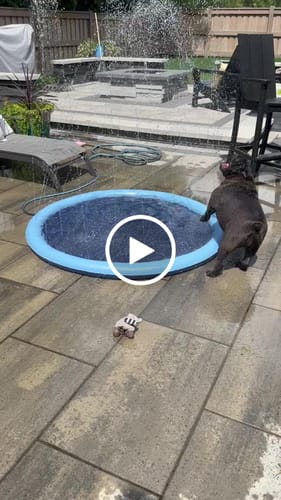 Customer video review of NEW Inflatable Splash Pad Fountain Toy For Dogs
