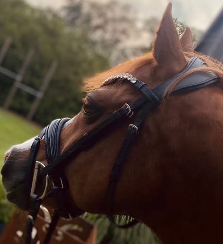 Customer photo review of Exklusive anatomische Trense mit Kroko-Lack und funkelndem Crystal Rocks