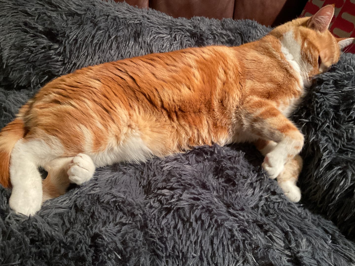 Customer photo review of Calming Couch Bed