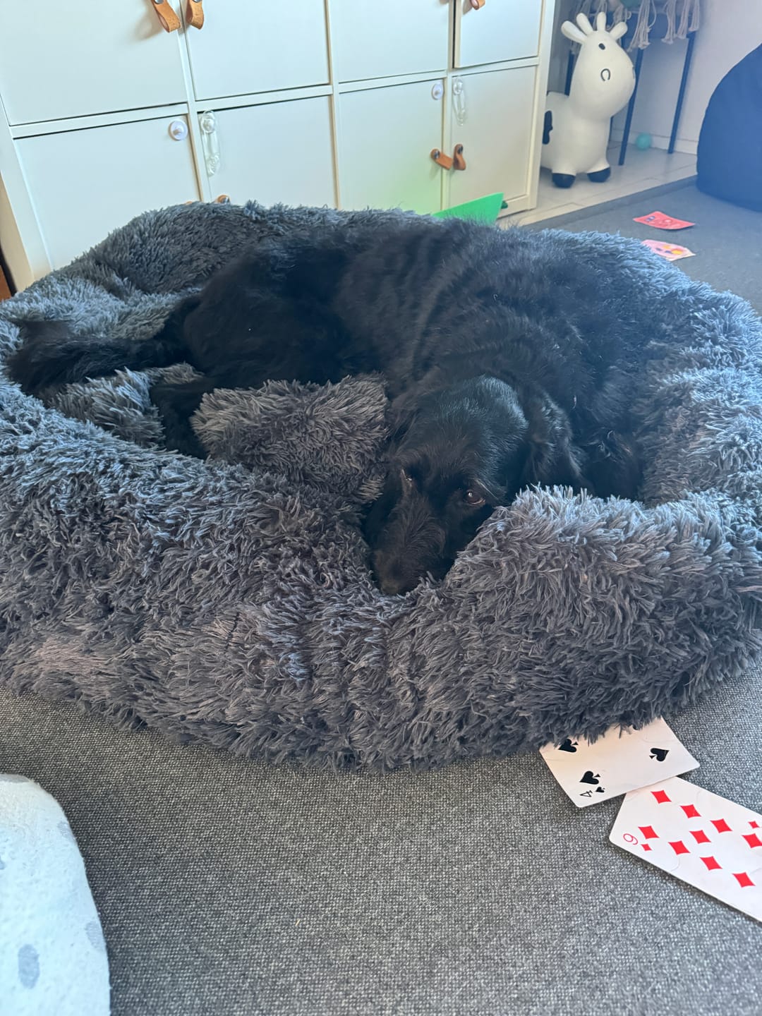 Customer photo review of Calming Dog Bed