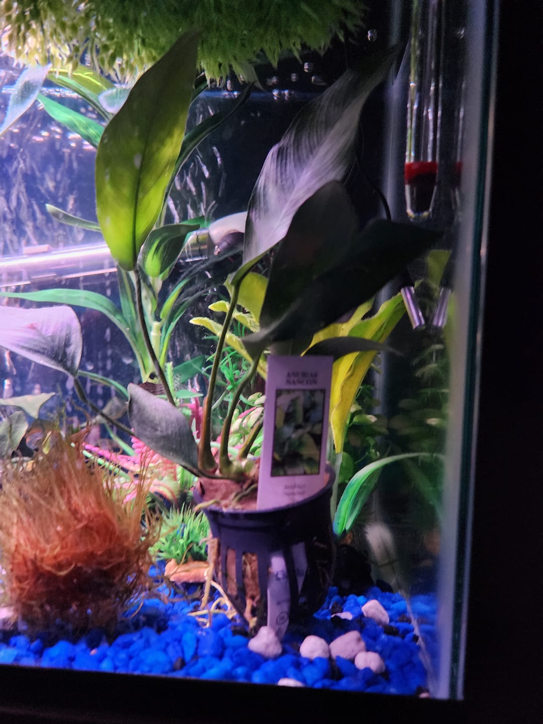 Customer photo review of Anubias Nancon