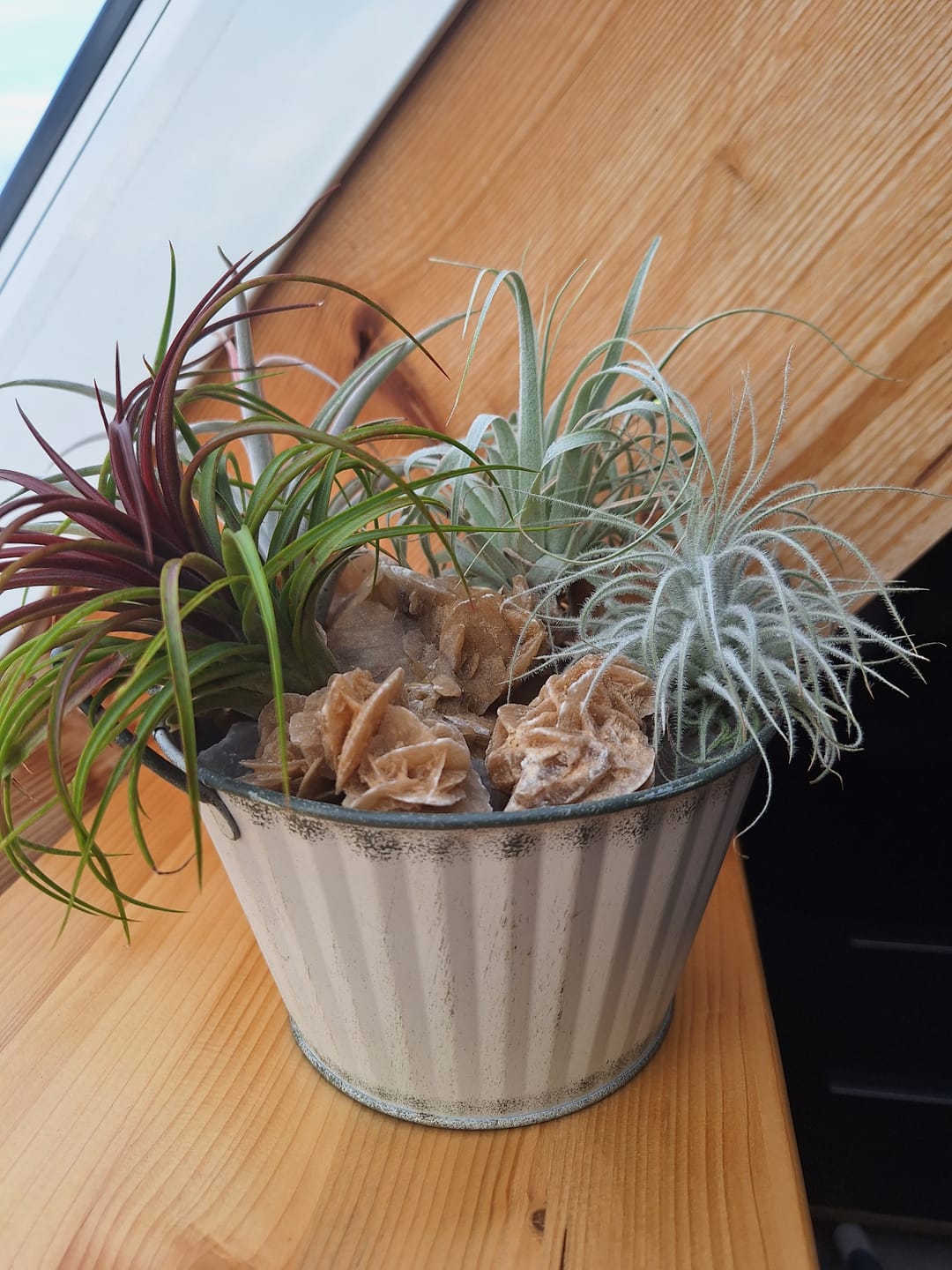Customer photo review of Tillandsia tectorum "snow"