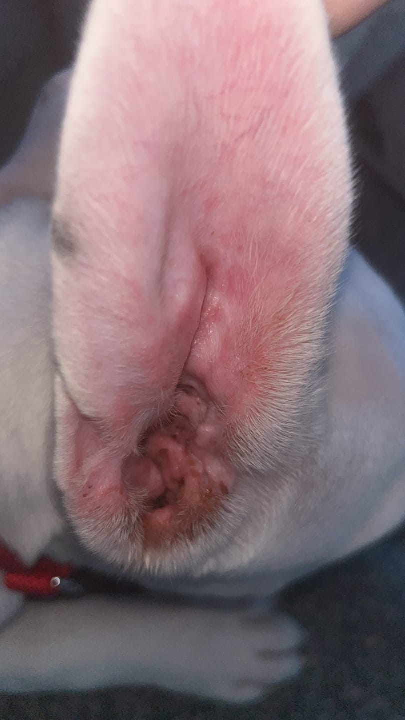 Customer photo review of Soothing Ear Wipes for Dogs 100 Pre-soaked & Biodegradable Wipes