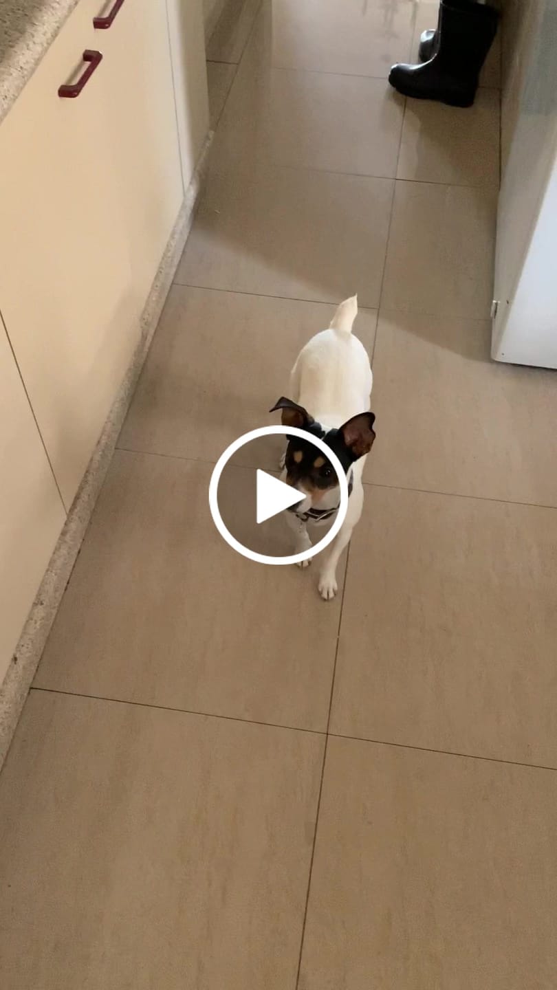Customer video review of Bully Stick