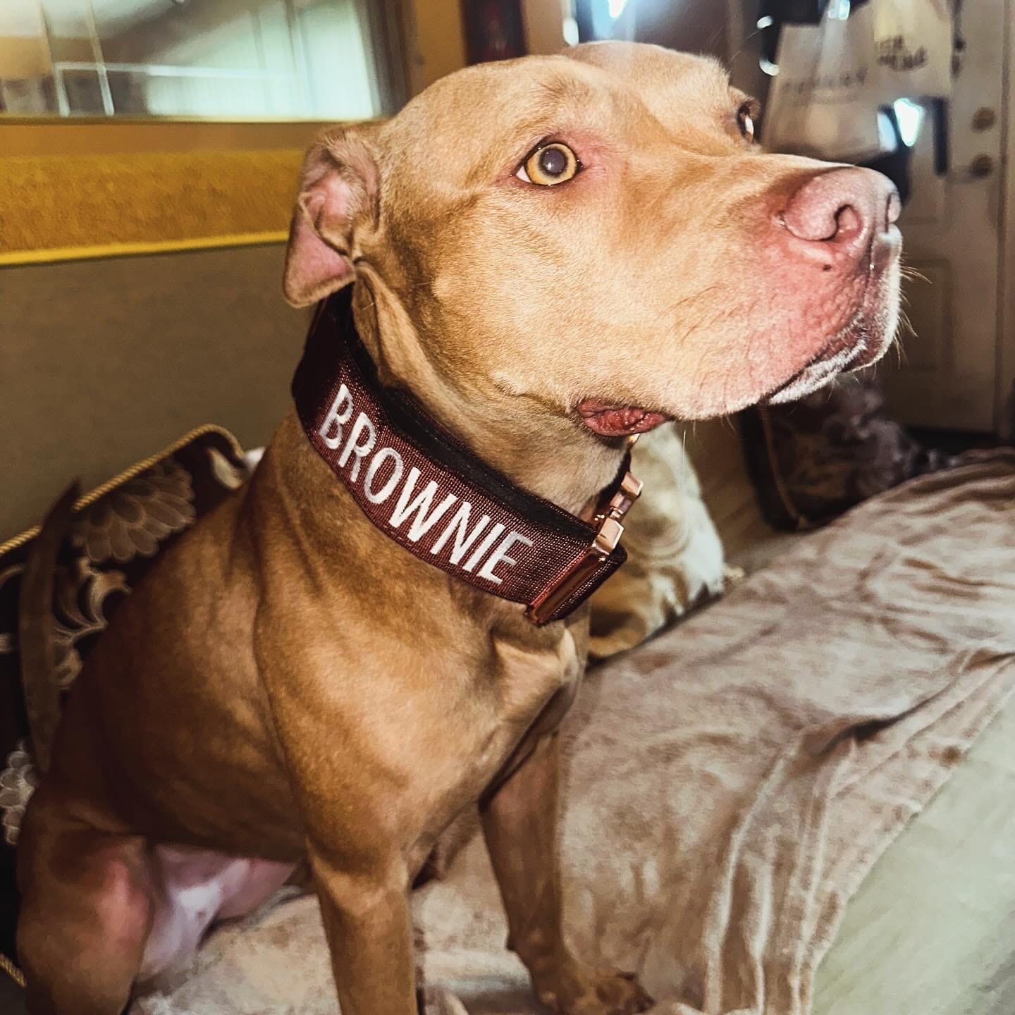 Customer photo review of 2" Tacti Luxe Dog Collar - Rose Gold - Chocolate