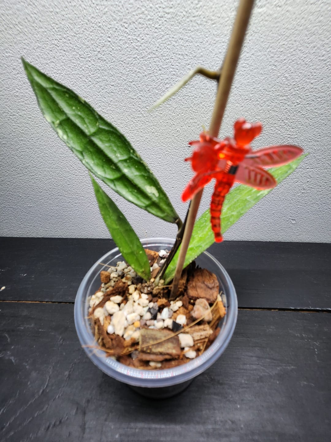 Customer photo review of Hoya clemensiorum
