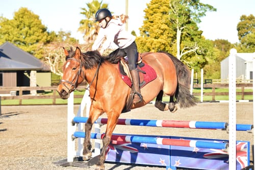 Customer photo review of Weatherbeeta Ultra Grip Jump Saddle Pad
