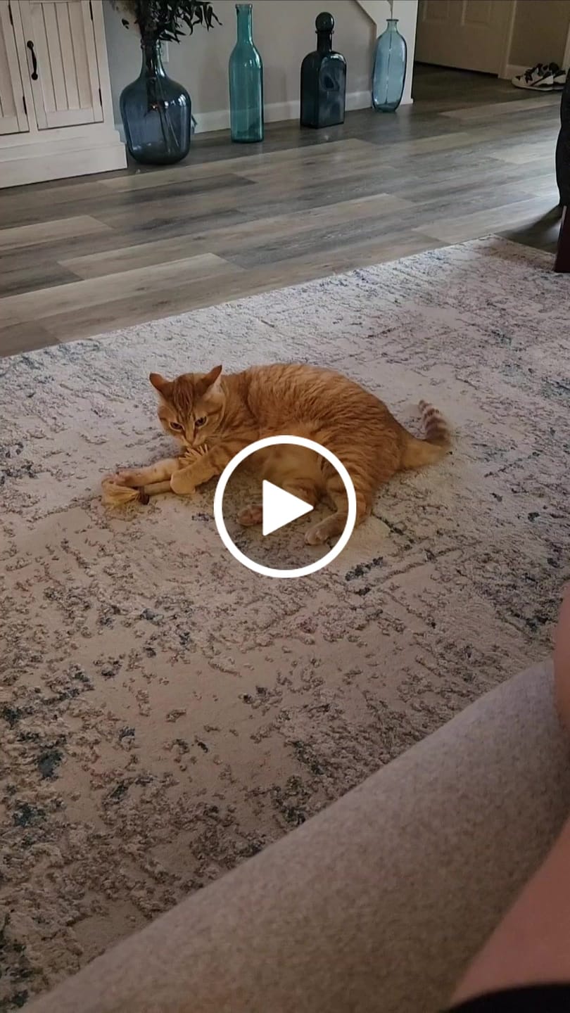 Customer video review of RYERCAT Silvervine Cat Dental Sticks