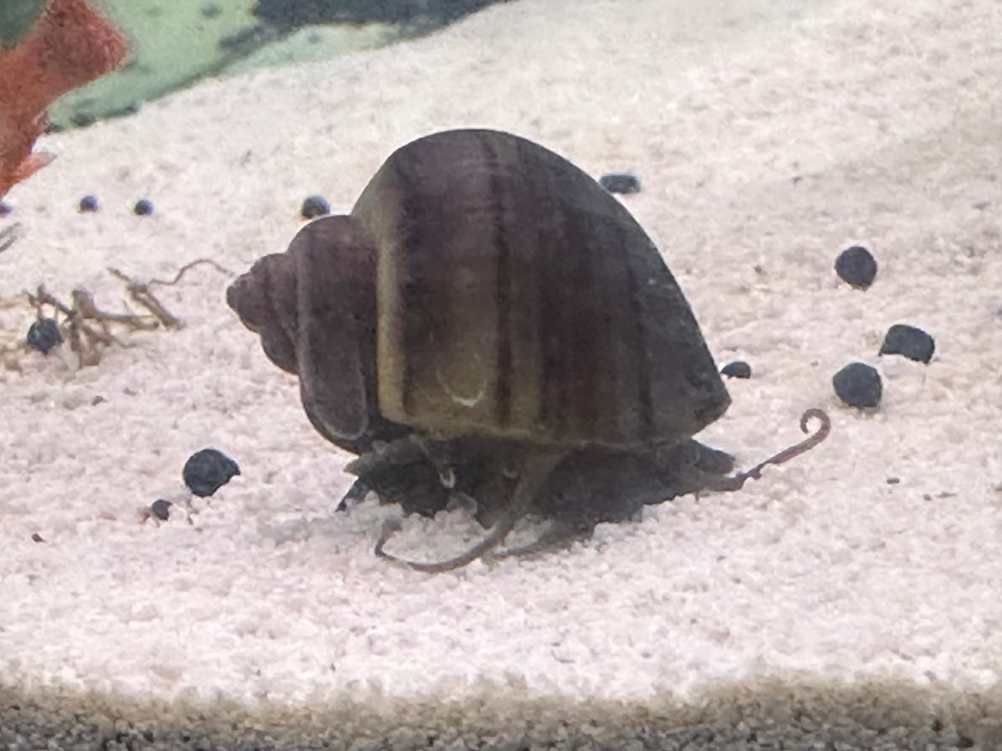 Customer photo review of Purple Mystery Snail