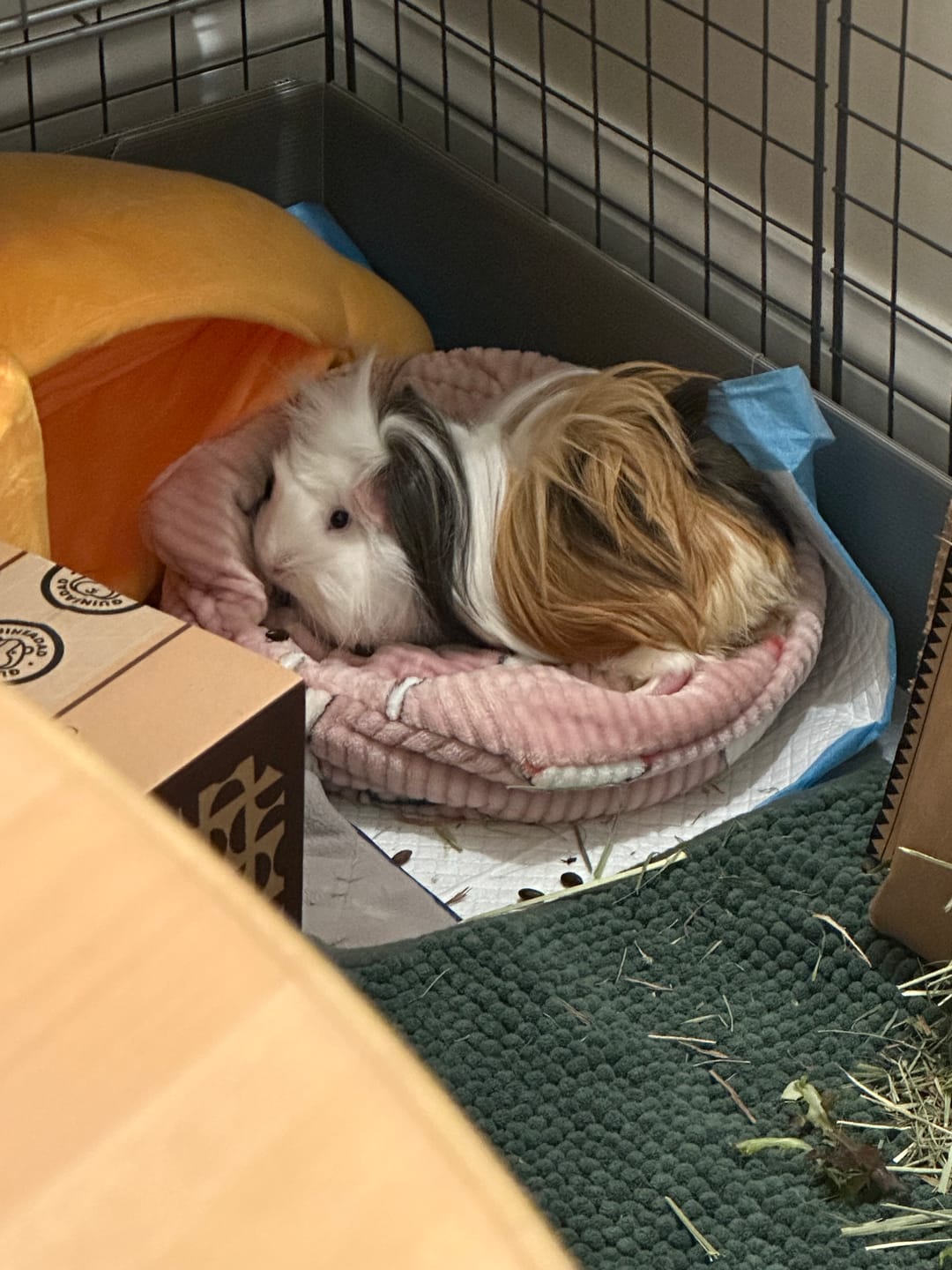 Customer photo review of Piggy Play Package