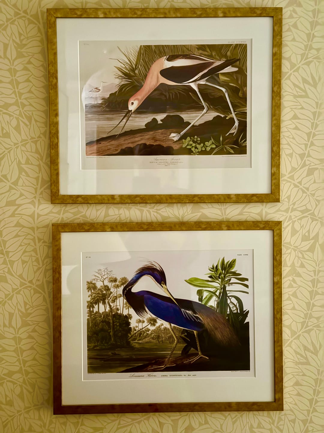 Customer photo review of Louisiana Heron by John James Audubon, 1827 - Personalised Fine Art
