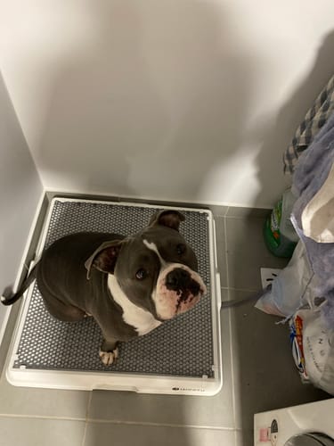 Customer photo review of Weasy Cão