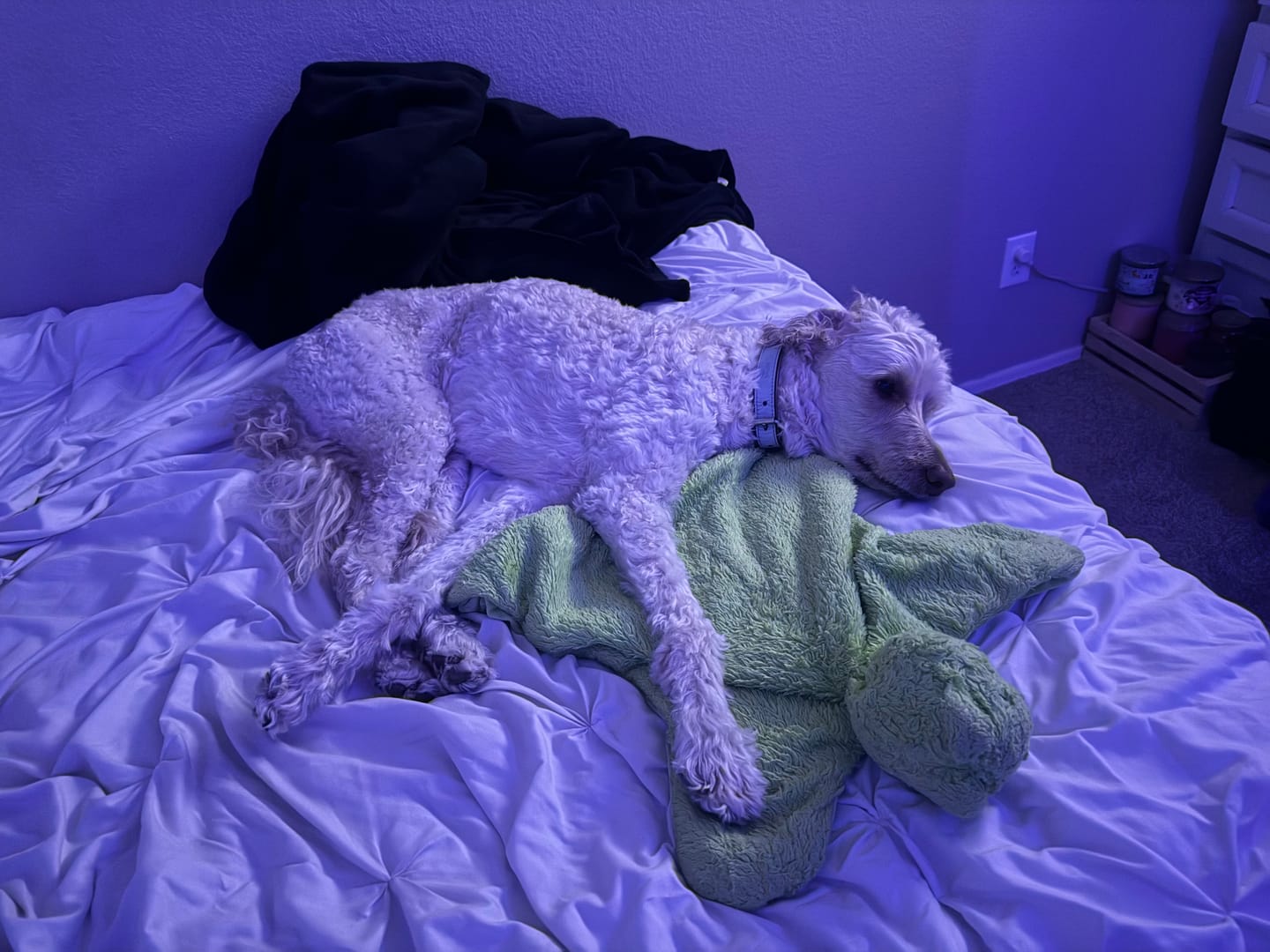 Customer photo review of KING KALM CBD 150mg - Medium Pet Formula 20 to 45lbs