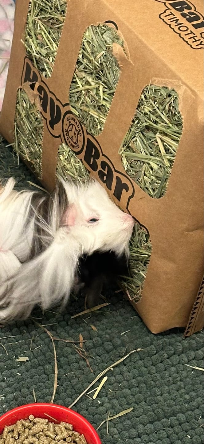 Customer photo review of Timothy Hay Bar for Guinea Pigs (5 Pack)