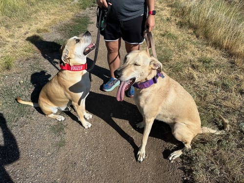 Customer photo review of Red Bully Proof Collar