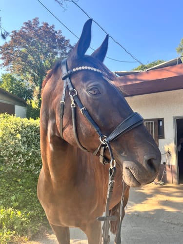 Customer photo review of Harmony Bridle - anatomische gebisslose Trense mit Crystal Stirnband ( gebisslose Zäumung Sidepull oder Crossbridle