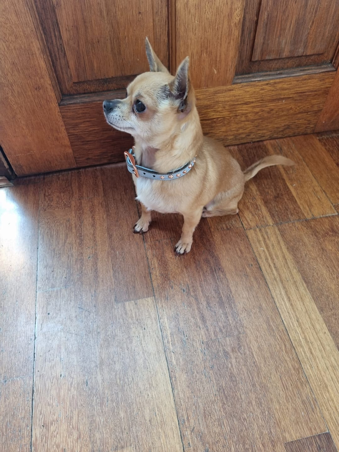 Customer photo review of Hand Made Leather Dog Collar - Imperial Baby Blue & Rose Gold (Slim fit)