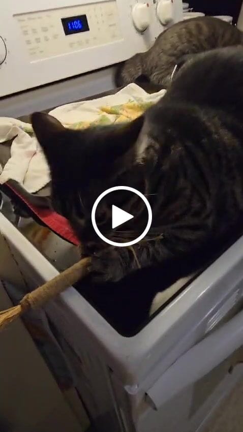 Customer video review of RYERCAT Silvervine Cat Dental Sticks (Canada)