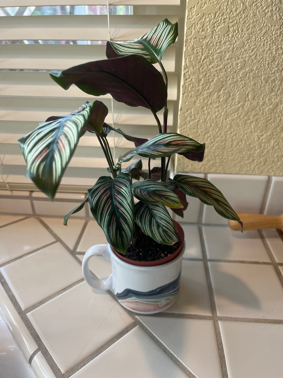 Customer photo review of Calathea majestica 'White Star'