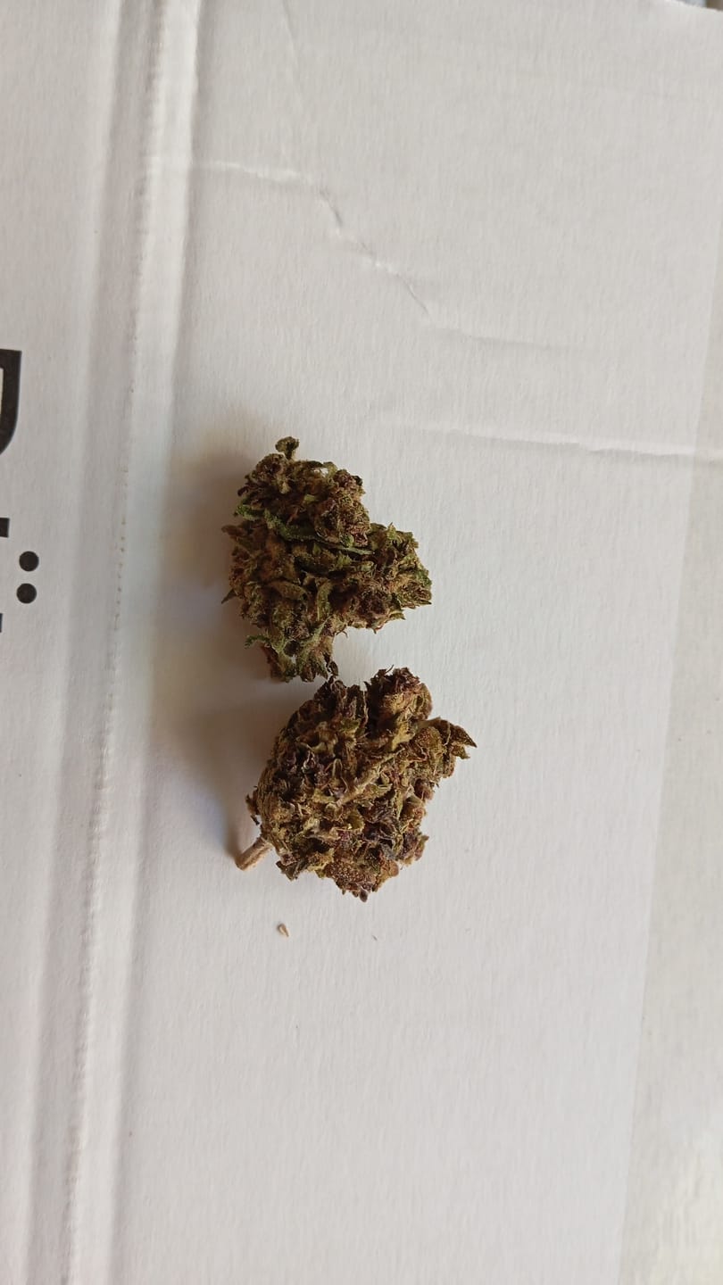 Customer photo review of Purple Haze Delight CBD 21%