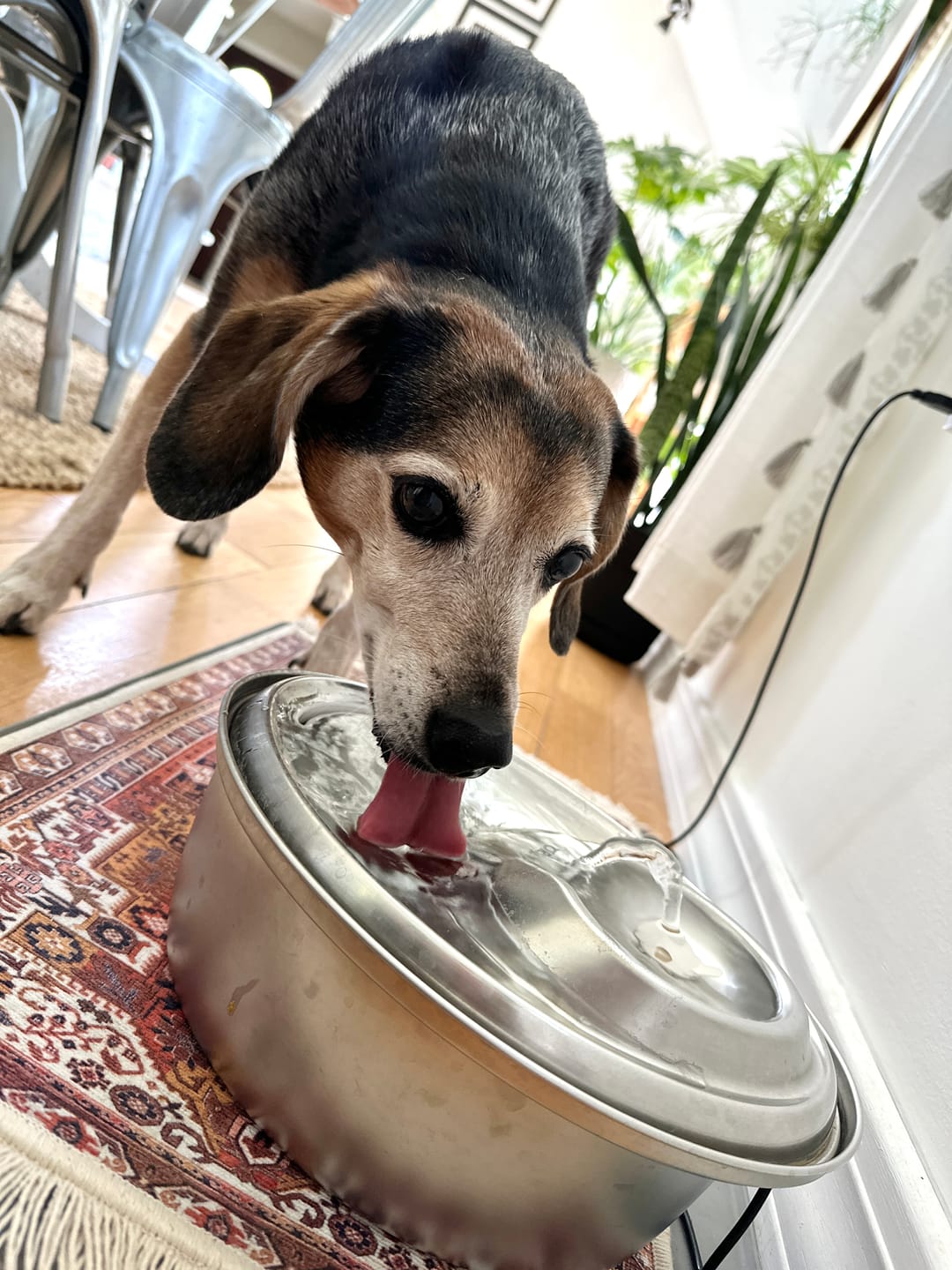 Customer photo review of Pet Bowl Mat with Fringe - Ophelia