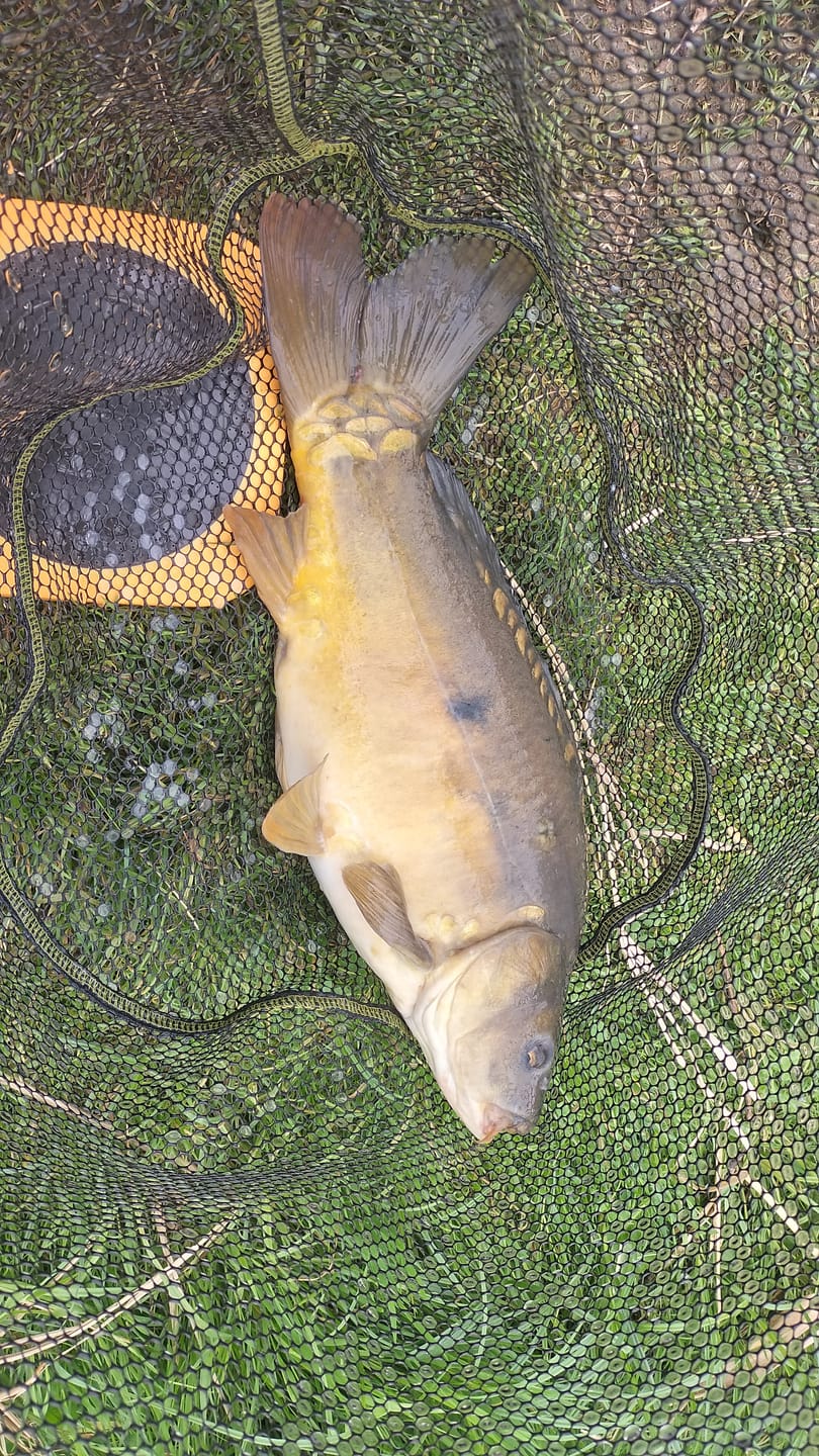 Customer photo review of FLAVOURED (BAIT BAND) PELLETS 300g