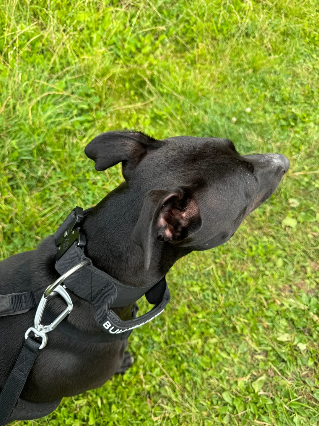 Customer photo review of Ladder Lead - Multiple Handles During Walks - Black