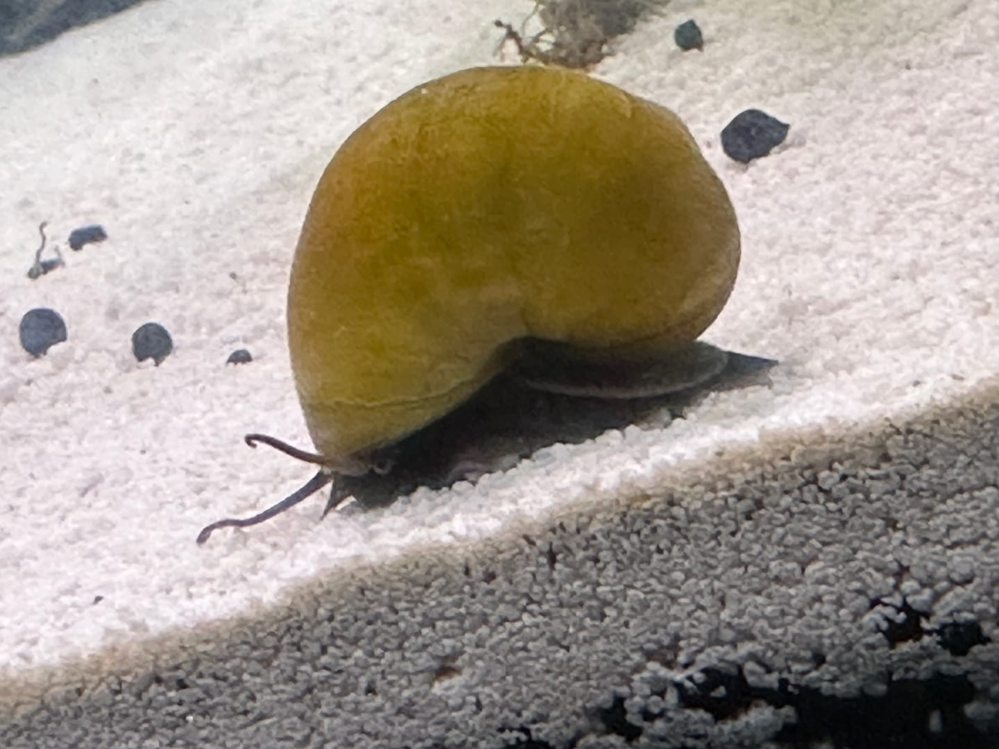 Customer photo review of Jade Mystery Snail