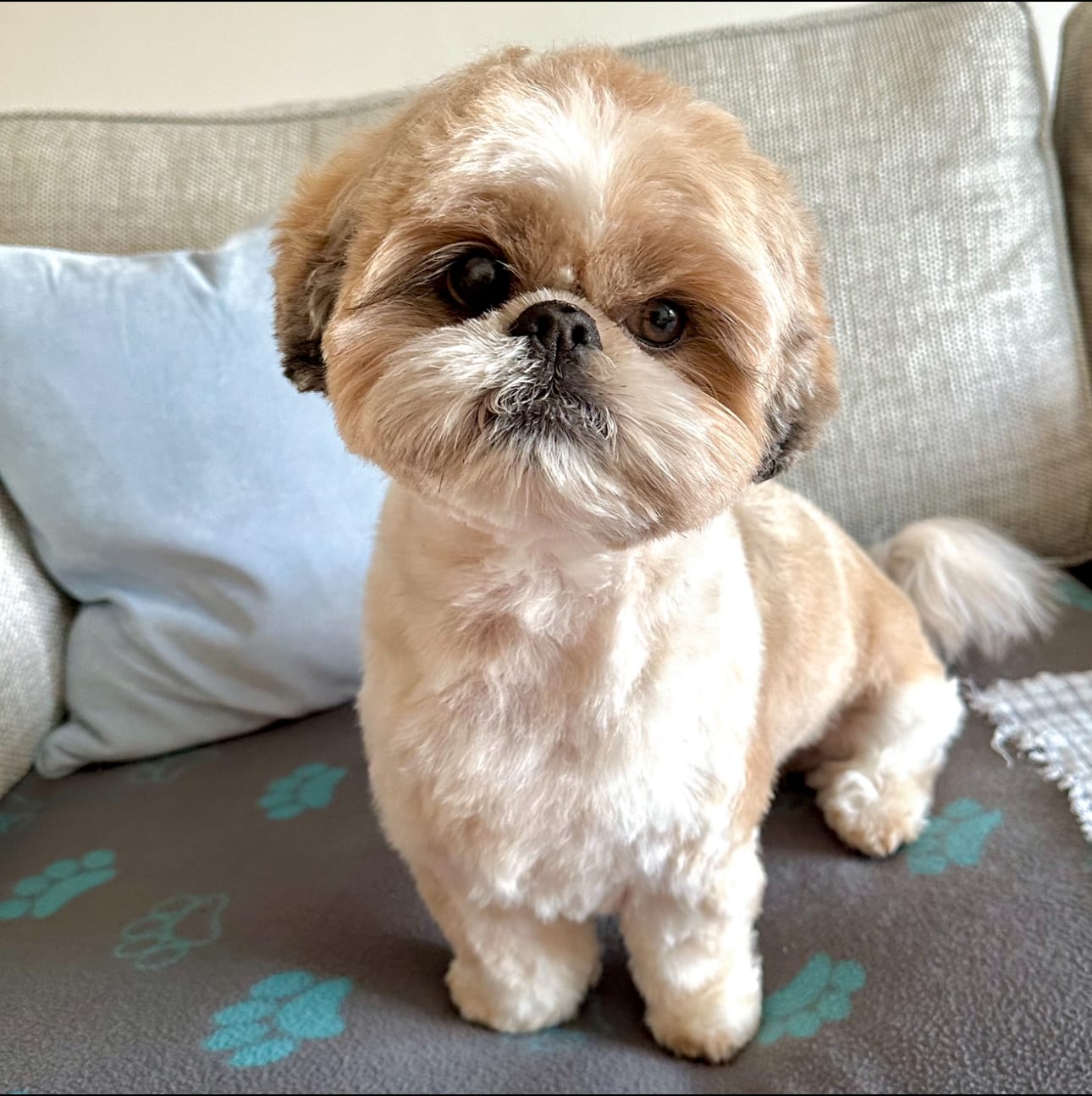 Customer photo review of Best in Breed Dog Cologne