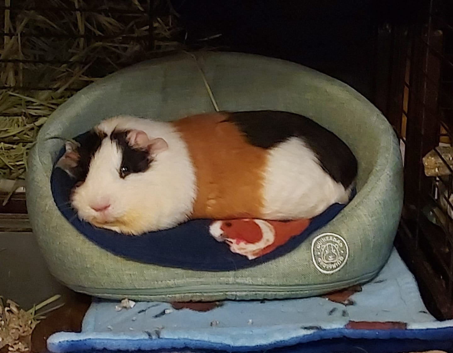 Customer photo review of Memory Foam Sofa