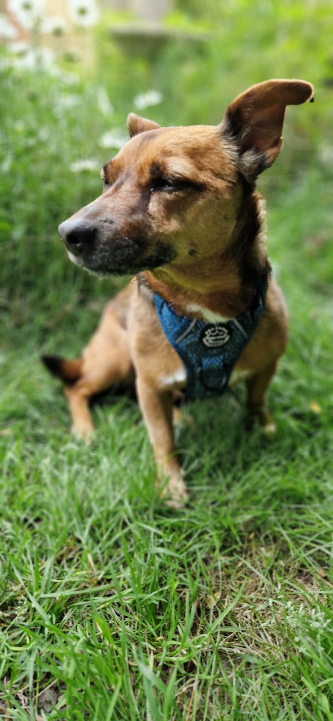 Customer photo review of Tough Trails™ Harness - Country Teal