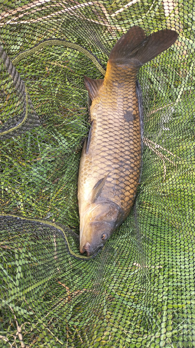 Customer photo review of FLAVOURED (BAIT BAND) PELLETS 300g