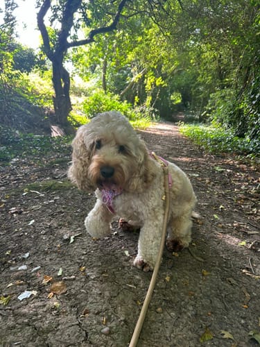 Customer photo review of Disney© Tough Trails™ Harness - Nala