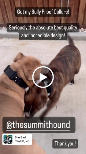 Customer video review of Black Bully Proof Collar