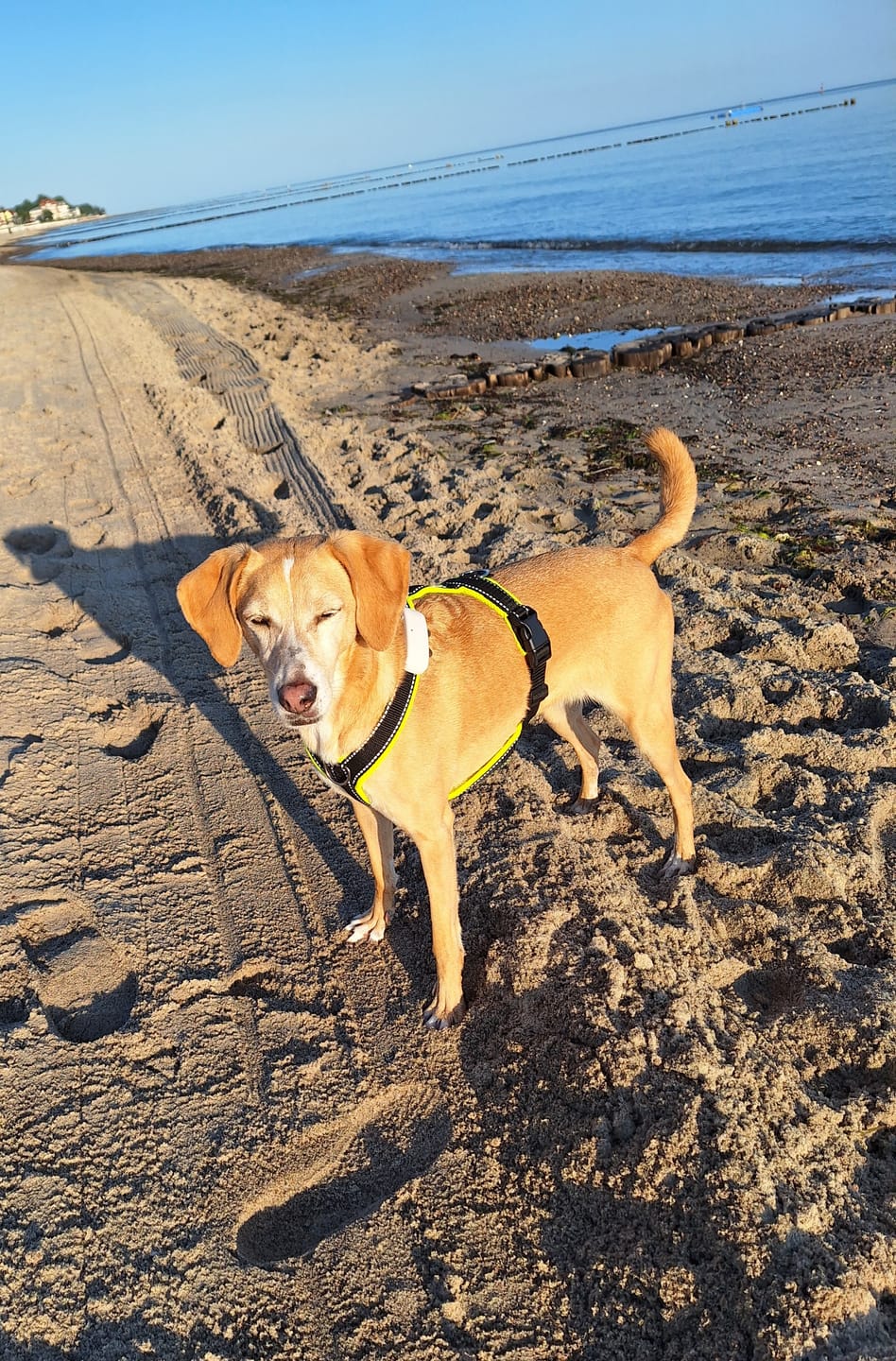 Customer photo review of Windhundgeschirr REFLEX "Yellow"