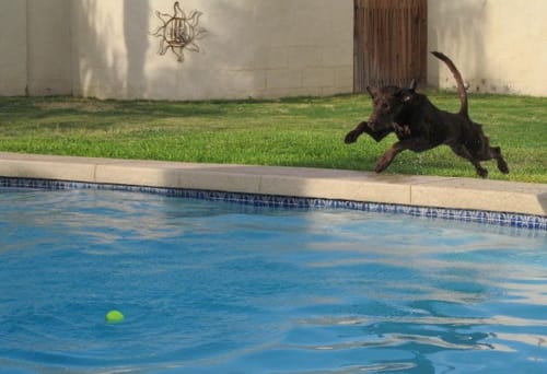 Customer photo review of Fetch & Glow Balls